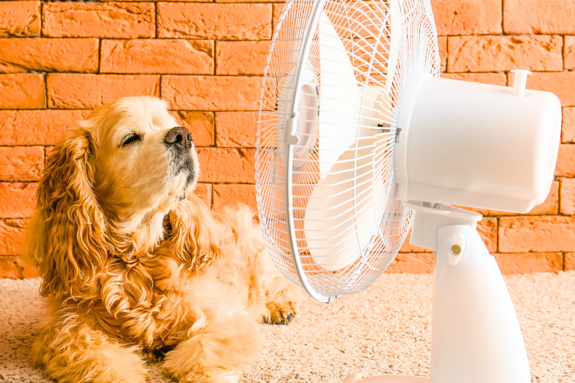 dog laying in front of small fan